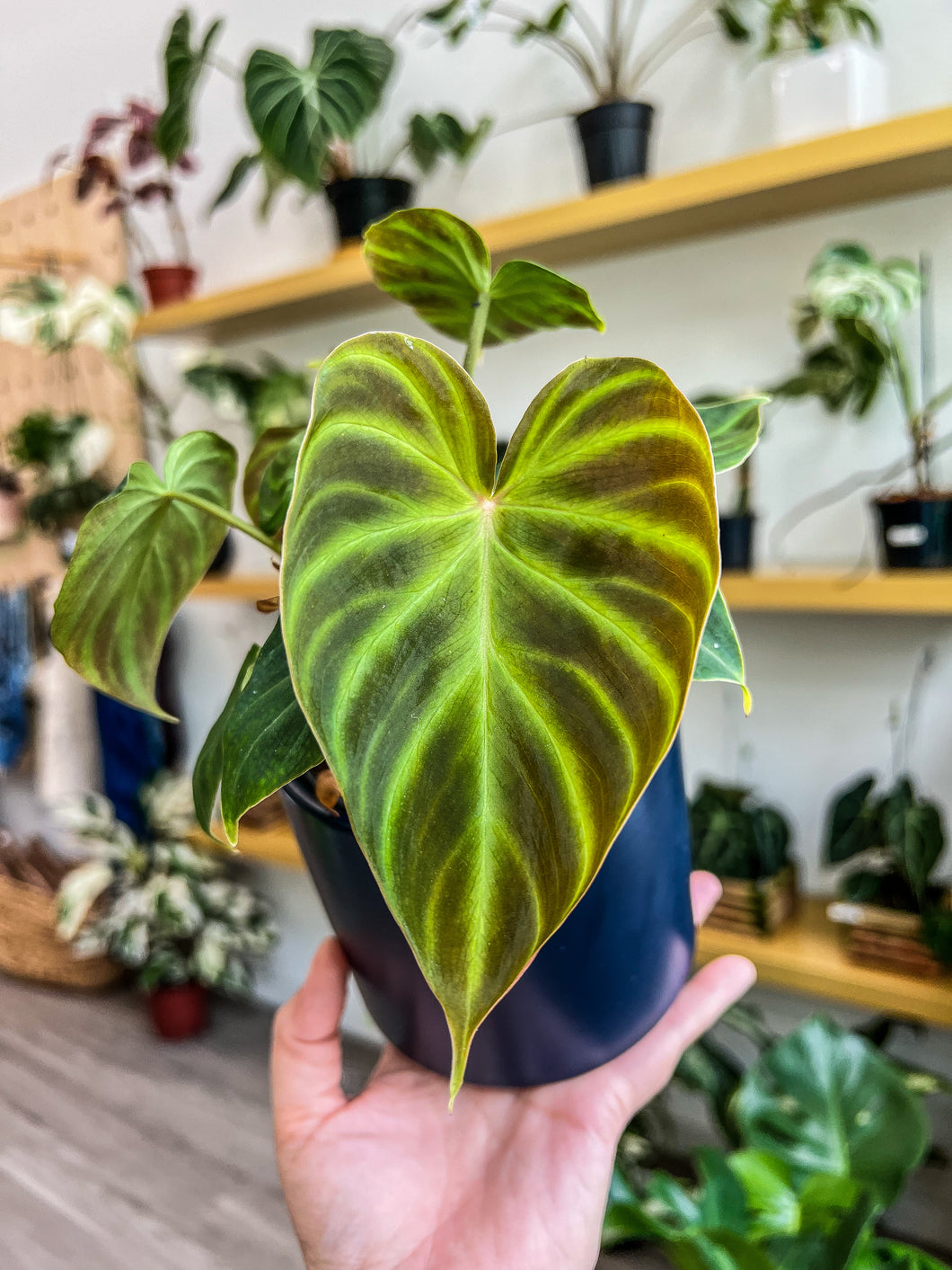 Philodendron Verrucosum 4”