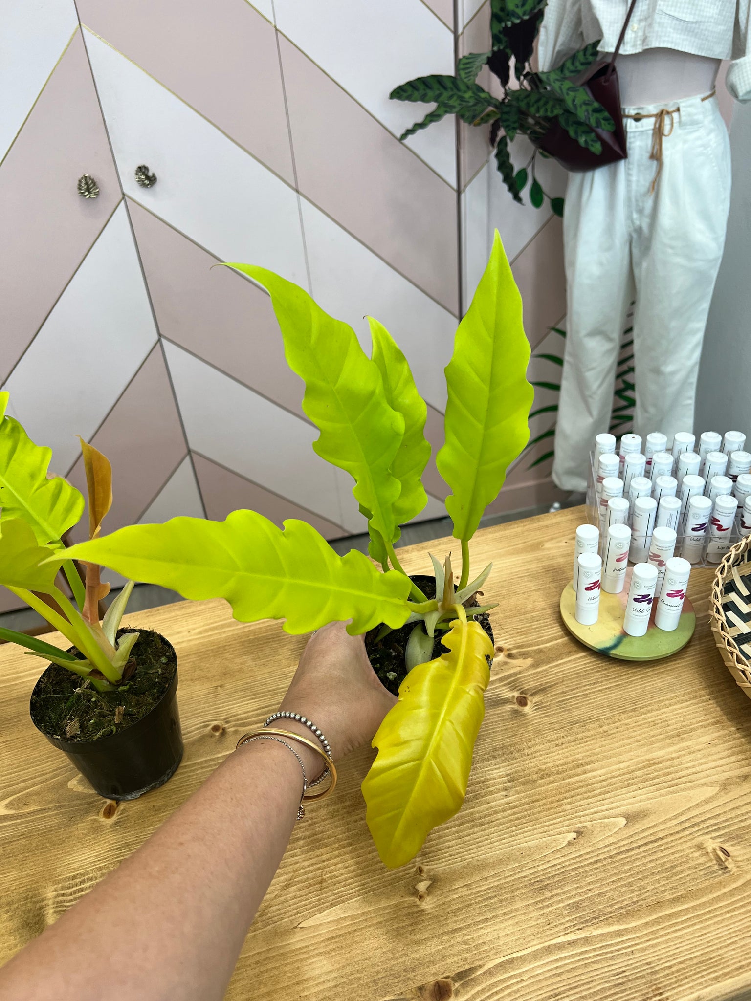 philodendron golden saw crocodile 4” Philodendron Golden Crocodile – Angie's Planties