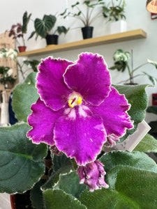 4"  African Violet "Buckeye Let’s Roll"