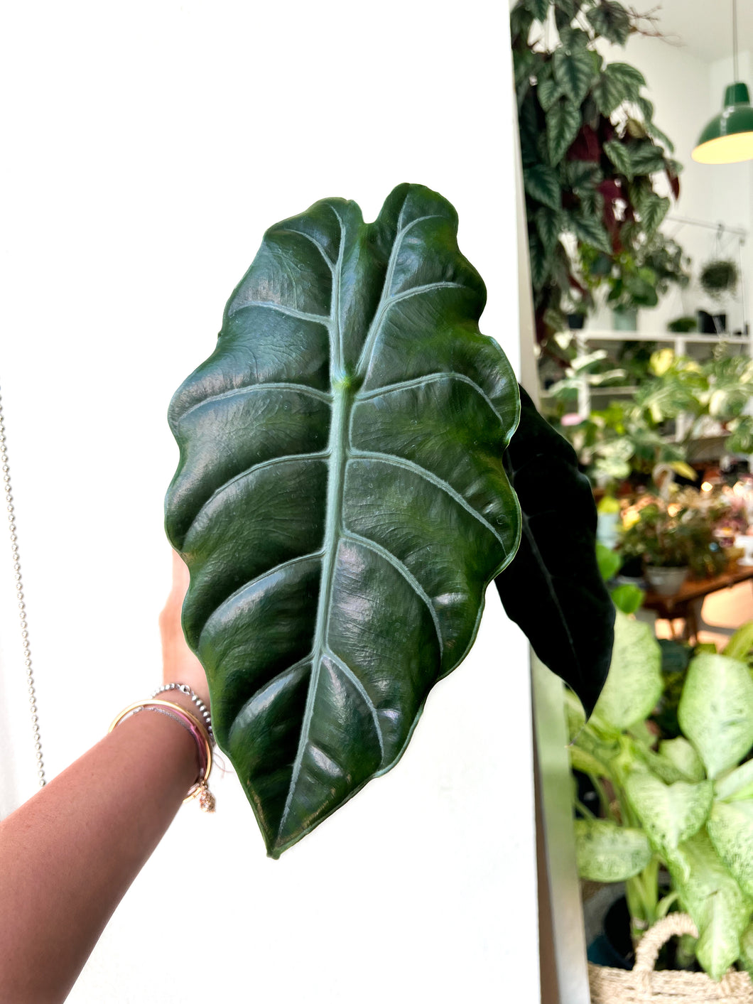 4” Alocasia Chantrieri