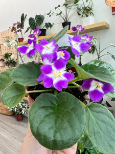4"  African Violet “Sugar Plum Dream”