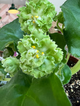 Load image into Gallery viewer, 4&quot;  African Violet “LE Mojito”

