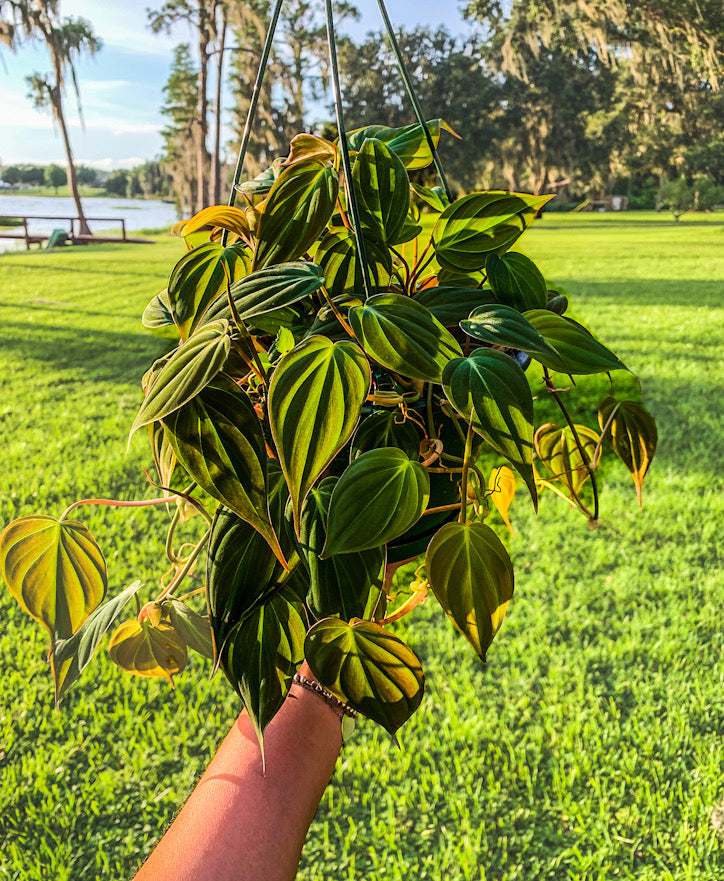 philodendron micans sunlight 6” Philodendron Mican
