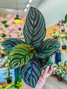 house plants calathea 4" Calathea Ornata "Pin Stripe" – Angie's Planties