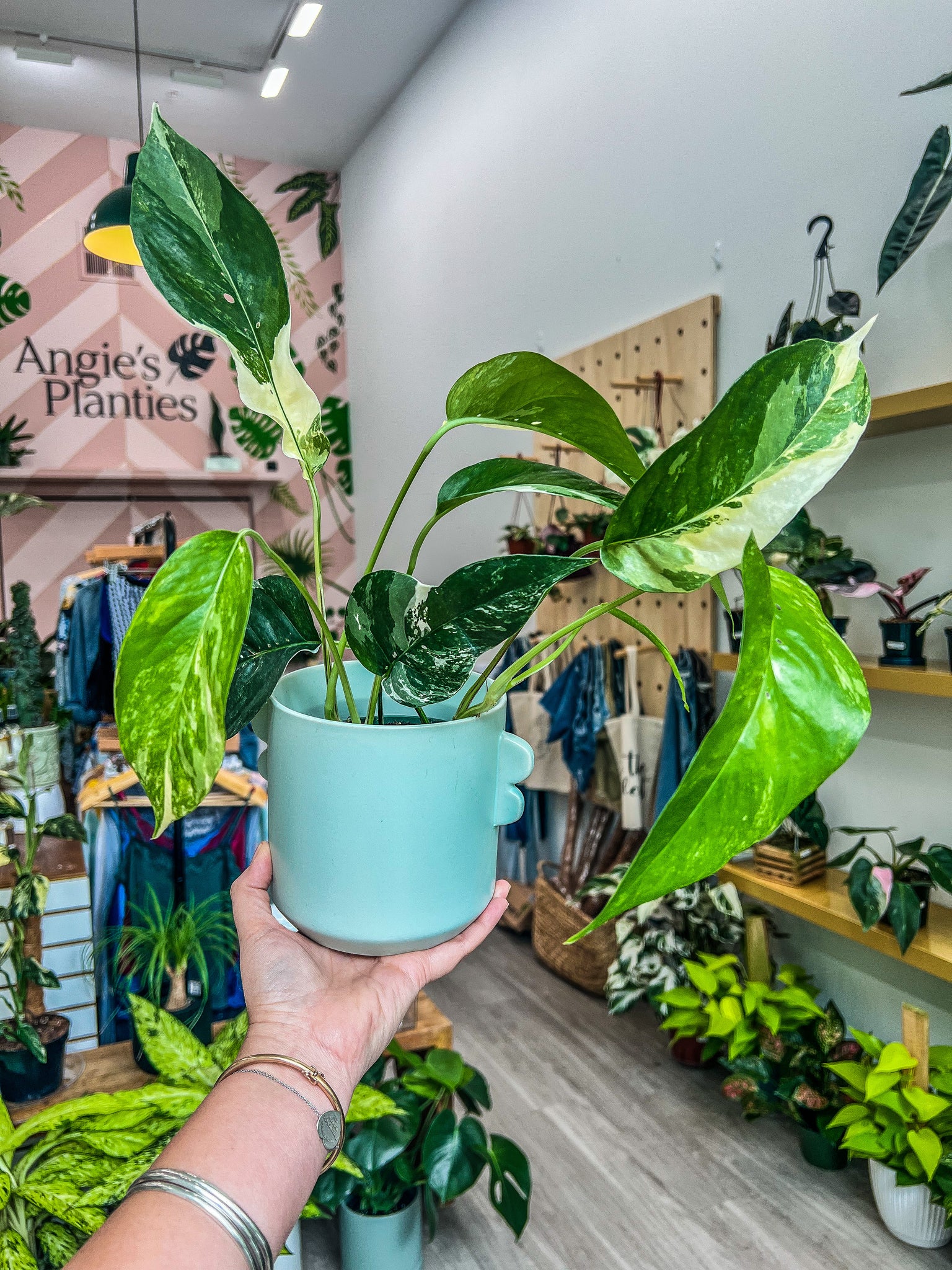 pothos epipremnum pinnatum albo variegata Epipremnum pinnatum 'Albo-Variegata'