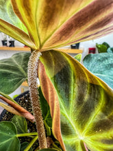 Load image into Gallery viewer, Philodendron Verrucosum 4”
