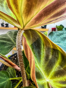 Philodendron Verrucosum 4”