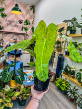 Load image into Gallery viewer, Philodendron Paraiso Verde (totem pole)
