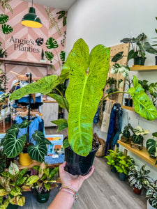 Philodendron Paraiso Verde (totem pole)