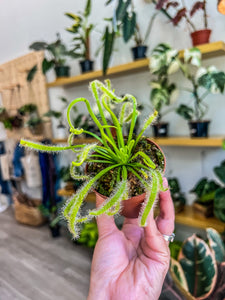 Carnivorous Plant Bundle