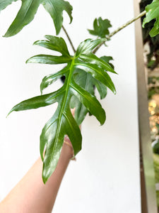 4" alocasia brancifolia