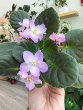 Load image into Gallery viewer, 4&quot;  African Violet &quot;Hawaiian Pearl&quot;
