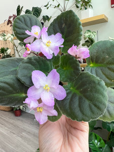 4"  African Violet "Hawaiian Pearl"