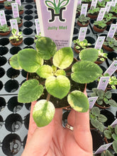 Load image into Gallery viewer, Mini African Violet “Jolly Mel“
