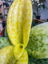 Load image into Gallery viewer, 4&quot; Variegated “Leopard Lily” ledebouria
