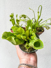 Load image into Gallery viewer, Carnivorous Plant Bundle
