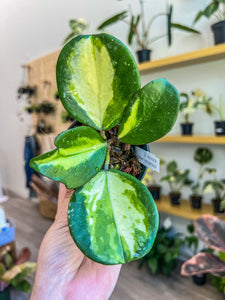 3” Hoya obovata variegata