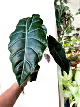 Load image into Gallery viewer, 4” Alocasia Chantrieri
