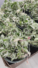 Load and play video in Gallery viewer, 6” Hoya Compacta Variegated &quot;Hindu Rope Variegated” Read Description
