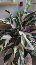 Load and play video in Gallery viewer, Calathea Stella, 8” Plant
