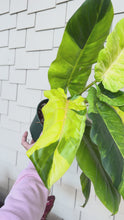 Load and play video in Gallery viewer, Philodendron Jungle Fever 6” exact plant
