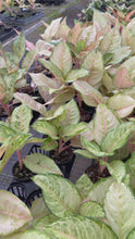 Load and play video in Gallery viewer, Aglaonema Frozen 4”
