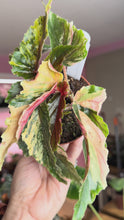 Load and play video in Gallery viewer, Begonia Ginny, 4” Pot exact plant
