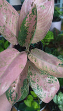 Load and play video in Gallery viewer, Aglaonema Sweet Banana
