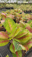 Load and play video in Gallery viewer, Aglaonema Full house 6"
