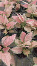 Load and play video in Gallery viewer, Aglaonema Pink Maroon New!!
