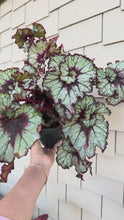 Load and play video in Gallery viewer, Begonia “Harmony’s Bloody Moon” Exact Plant
