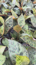 Load and play video in Gallery viewer, Aglaonema Red Army 4”

