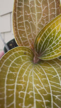 Load and play video in Gallery viewer, Jewel Orchid Anoectochilus Polly, 3” Pot
