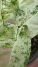 Load and play video in Gallery viewer, Syngonium Milk Confetti Tricolor
