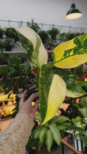 Load and play video in Gallery viewer, Philodendron Nuclear Congo
