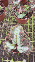 Load and play video in Gallery viewer, Begonia Rex “Harmony’s Witchy Women” 4” Rare find
