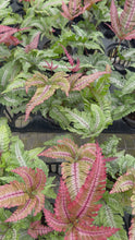 Load and play video in Gallery viewer, Fern Candy Striped
