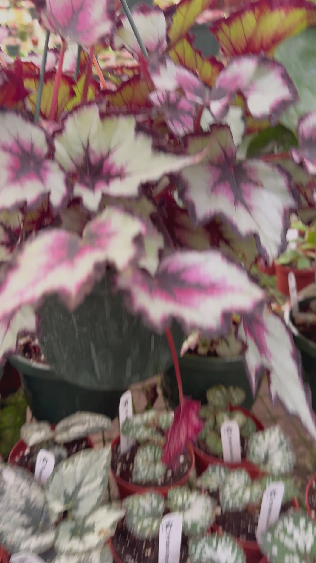 Begonia Harmony’s Flame Song New Relase