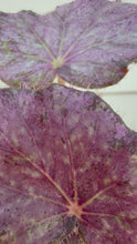 Load and play video in Gallery viewer, Begonia “Dean Turney” , 4"
