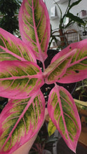Load and play video in Gallery viewer, Aglaonema Lotus delight 4”
