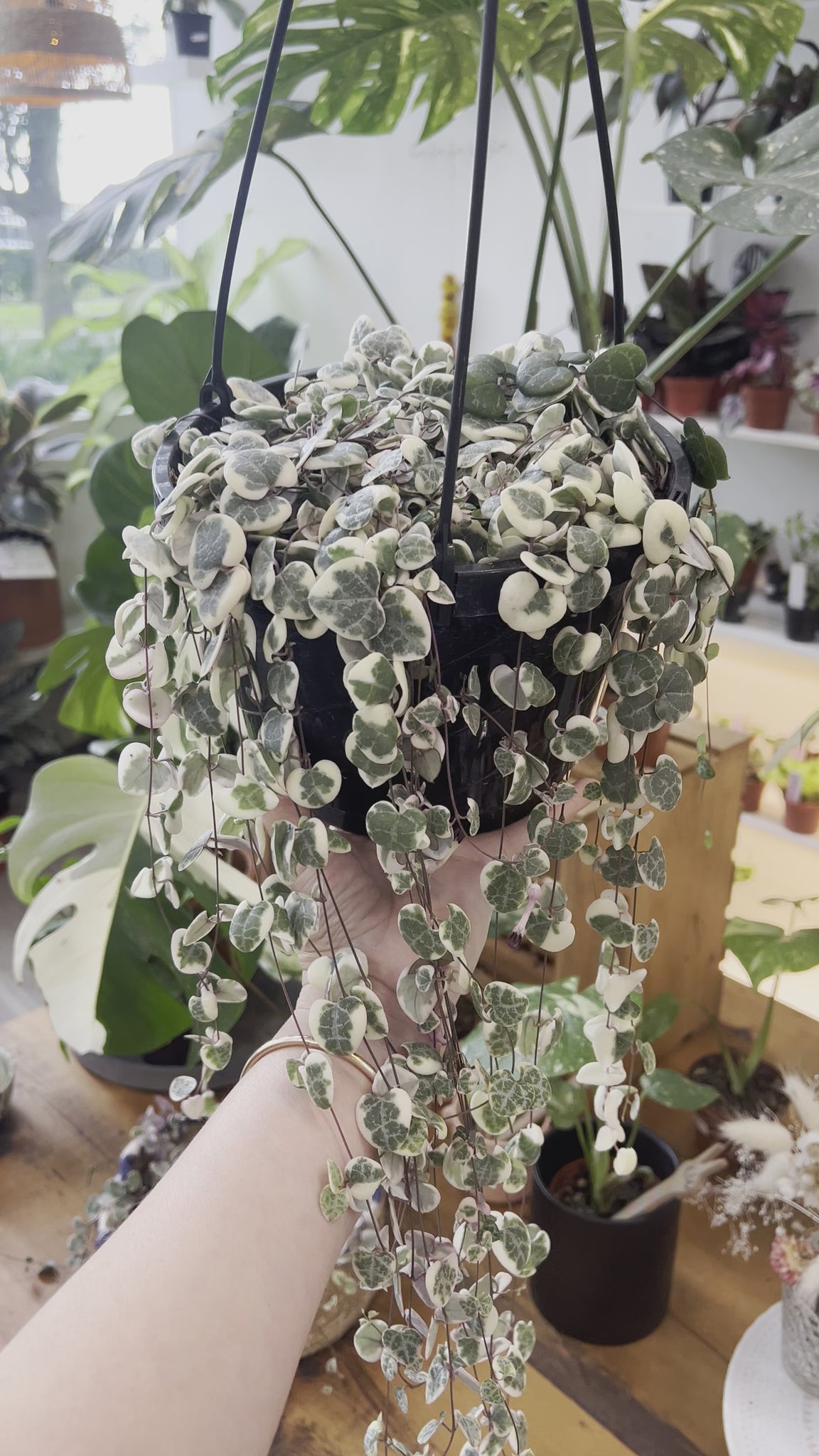8” String of Hearts Variegated / Ceropegia Woodii Variegata One from p