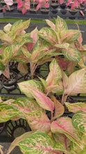 Load and play video in Gallery viewer, Aglaonema Nu Suntrala 4”
