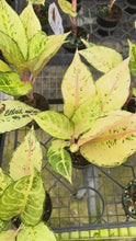 Load and play video in Gallery viewer, Aglaonema Lucky
