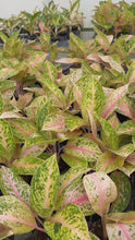 Load and play video in Gallery viewer, Aglaonema Black Aden 4”
