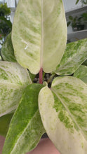 Load and play video in Gallery viewer, Anthurium Hookeri Variegated 4”
