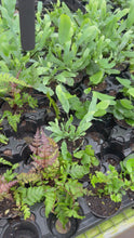 Load and play video in Gallery viewer, Mystery Fern Assortment 2” Mini plants
