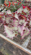 Load and play video in Gallery viewer, Begonia “Harmony’s Pink Armageddon”, 4"
