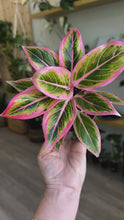 Load and play video in Gallery viewer, Aglaonema Lotus delight 4”
