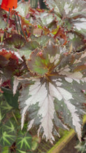 Load and play video in Gallery viewer, Begonia H Medusa

