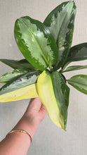 Load and play video in Gallery viewer, Aglaonema Surnabhumi exact plant 4”
